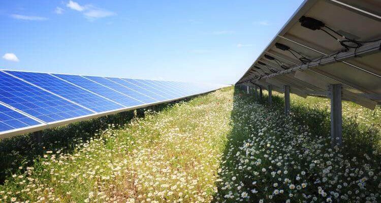 Neue Studie zeigt: Solarparks sind ein Gewinn für die Biodiversität