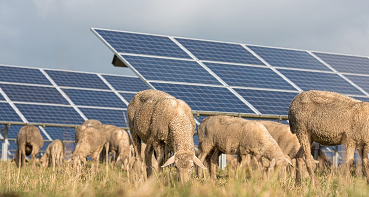 Das können Betreiber von Solarparks für die Biodiversität tun